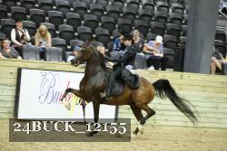 24BUCK_12155 thumbnail
