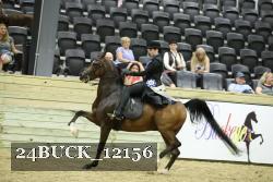 24BUCK_12156 thumbnail