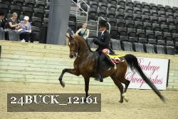 24BUCK_12161 thumbnail