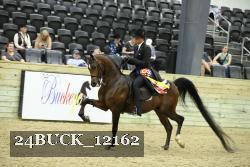 24BUCK_12162 thumbnail