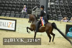 24BUCK_12167 thumbnail
