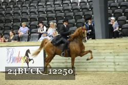 24BUCK_12250 thumbnail