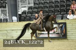24BUCK_12272 thumbnail