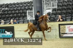 24BUCK_12274 thumbnail