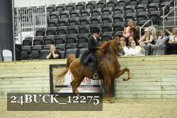 24BUCK_12275 thumbnail