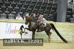 24BUCK_12293 thumbnail
