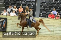 24BUCK_12329 thumbnail