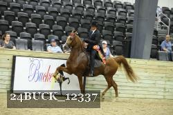 24BUCK_12337 thumbnail