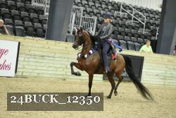 24BUCK_12350 thumbnail
