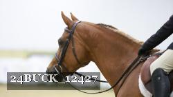 24BUCK_12427 thumbnail