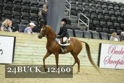 24BUCK_12460 thumbnail