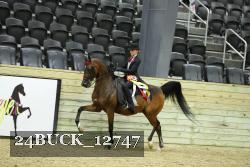 24BUCK_12747 thumbnail