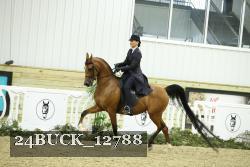24BUCK_12788 thumbnail