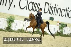24BUCK_12804 thumbnail