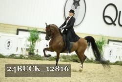 24BUCK_12816 thumbnail
