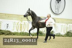 24R13_00011 thumbnail