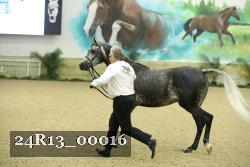 24R13_00016 thumbnail