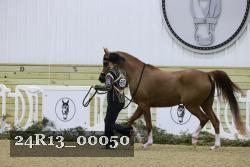 24R13_00050 thumbnail