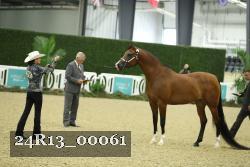 24R13_00061 thumbnail