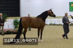24R13_00071 thumbnail