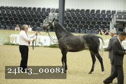 24R13_00081 thumbnail