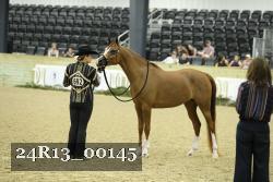 24R13_00145 thumbnail