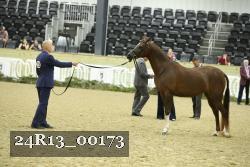 24R13_00173 thumbnail
