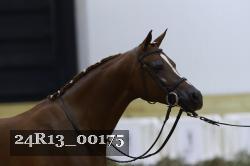 24R13_00175 thumbnail