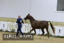 24R13_00185 thumbnail