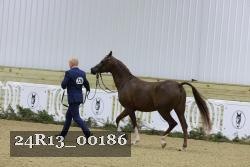 24R13_00186 thumbnail
