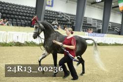 24R13_00236 thumbnail