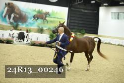 24R13_00246 thumbnail