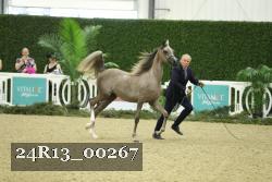 24R13_00267 thumbnail