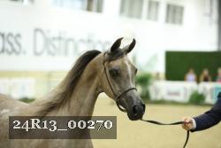 24R13_00270 thumbnail