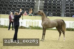 24R13_00283 thumbnail