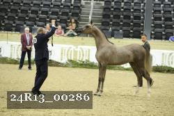 24R13_00286 thumbnail