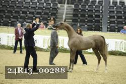 24R13_00288 thumbnail