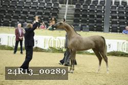 24R13_00289 thumbnail