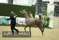 24R13_00293 thumbnail