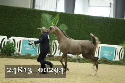 24R13_00294 thumbnail