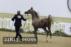 24R13_00299 thumbnail