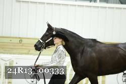 24R13_00333 thumbnail