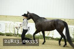 24R13_00335 thumbnail