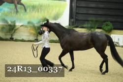 24R13_00337 thumbnail