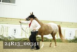 24R13_00341 thumbnail