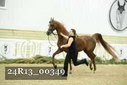 24R13_00349 thumbnail