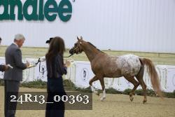 24R13_00363 thumbnail