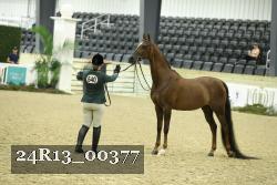 24R13_00377 thumbnail