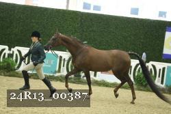 24R13_00387 thumbnail
