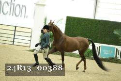 24R13_00388 thumbnail